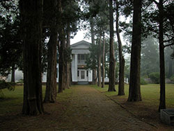 Rowan Oak